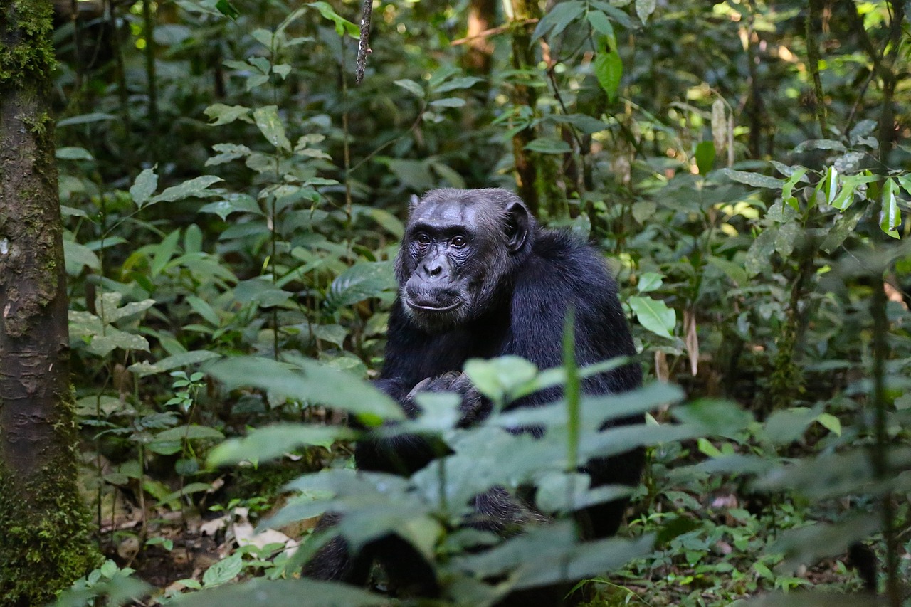 Chimpazee in Uganda