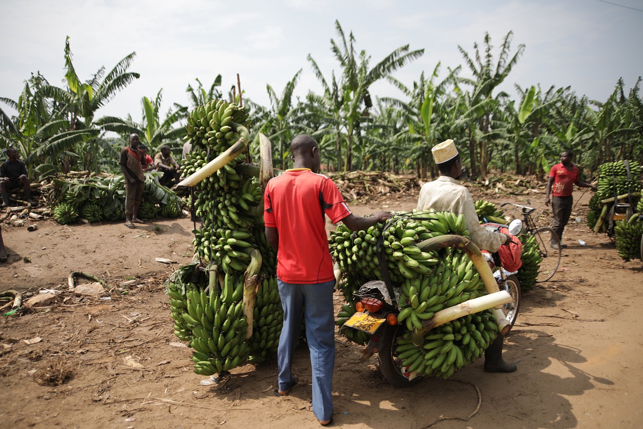 Agriculture in Uganda